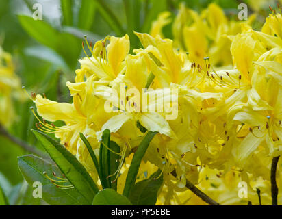 Rhododendron luteum Foto Stock
