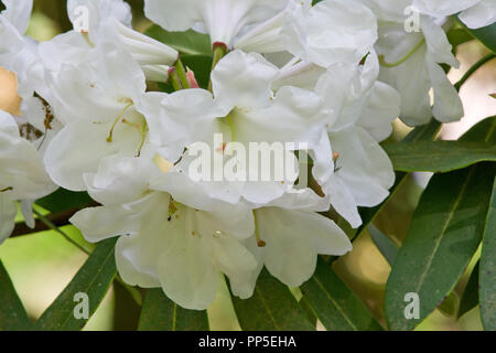 Rhododendron decoro subsp. diaprepes Foto Stock