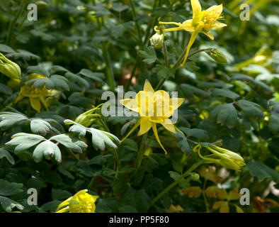 Aquilegia chrysantha Foto Stock