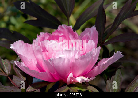 Paeonia suffruticosa 'Yachiyo-tsubaki' Foto Stock