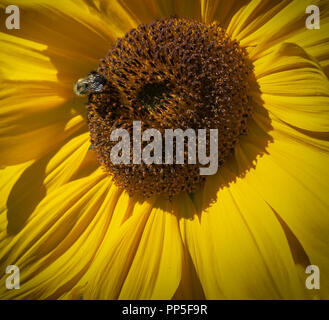 Ape con Girasole di Kelowna BC Canada Foto Stock