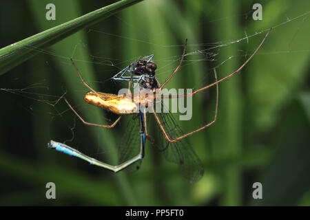 Tratto Spider (Tetragnatha sp.) con la sua preda damselfly. Tipperary, Irlanda Foto Stock