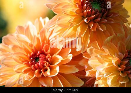 Varietà di crisantemo kids stuff asteraceae pianta, tre grandi fiori arancione in parti, il nucleo è di colore rosso, soleggiata giornata autunnale, close-up, illuminato dal sole Foto Stock