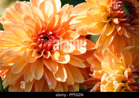 Varietà di crisantemo kids stuff asteraceae pianta, tre grandi fiori arancione in parti, il nucleo è di colore rosso, soleggiata giornata autunnale, close-up, illuminato dal sole Foto Stock