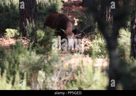 Cinghiale in una foresta mediterranea Foto Stock