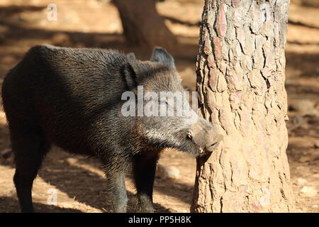 Cinghiale in una foresta mediterranea Foto Stock
