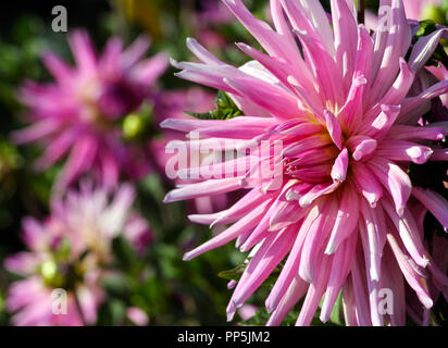 Varietà di crisantemo amy k asteraceae pianta, un grande fiore rosa con un nucleo di colore giallastro, sottili e lunghi petali, lo stabilimento è situato in corrispondenza del lato sinistro Foto Stock