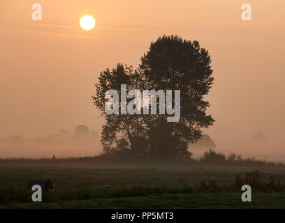 Il sorgere del sole dietro a un albero in una nebbiosa mattina Foto Stock