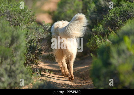 Il Golden Retriever camminando in Fynbos Foto Stock