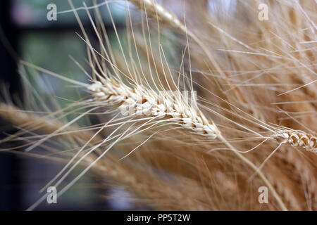 Golden di frumento e di orzo in vaso decoro in salotto Foto Stock