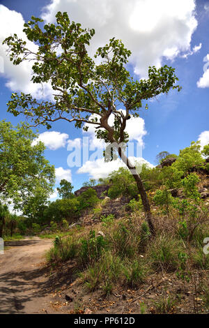 Strada irregolare a Injalak Hill (Long Tom Dreaming) con le sue famose gallerie di arte rupestre vicino Gunbalanya in Arnhem Land, Northern Territory, EndAustralia superiore Foto Stock