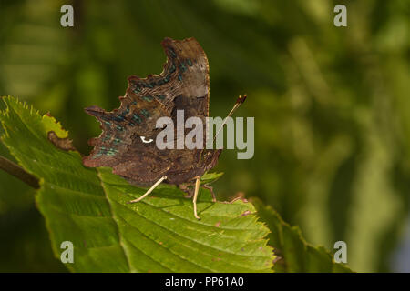 Virgola butterfly (Polygonia c-album) in appoggio con ante chiuse, Cambridgeshire, Inghilterra Foto Stock