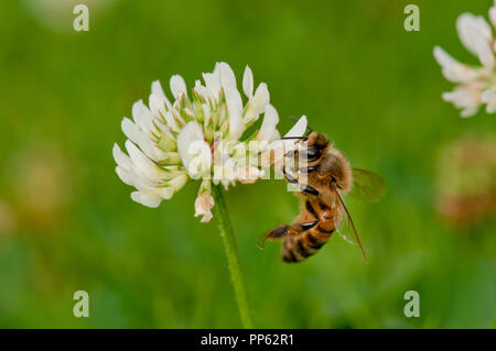 Honeybee (Apis mellifera) alimentazione su di trifoglio rosso (Trifolium sp.) su un prato a Boise, Idaho, Stati Uniti d'America Foto Stock