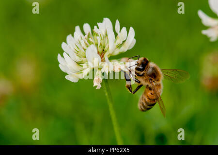 Honeybee (Apis mellifera) alimentazione su di trifoglio rosso (Trifolium sp.) su un prato a Boise, Idaho, Stati Uniti d'America Foto Stock