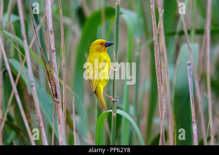 Eastern Golden Weaver Ploceus subaureus Santa Lucia, Sud Africa 27 agosto 2018 maschio adulto Ploceidae Foto Stock