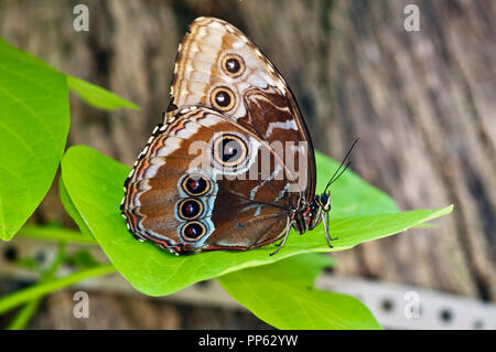 Vista ventrale di blu morpho ala di farfalla (Morpho peleides) nel display a farfalla a Boise City Zoo a Boise Idaho Foto Stock