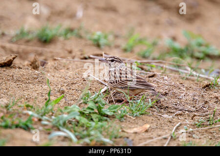 Sabota Lark Calendulauda sabota Hluhluwe Game Reserve, Sud Africa 26 agosto 2018 Alaudidae adulti Foto Stock