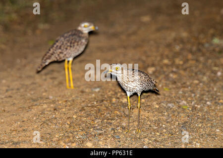 Avvistato thick-ginocchio Burhinus capensis Mkuze, Sud Africa 26 agosto 2018 adulti Burhinidae Foto Stock