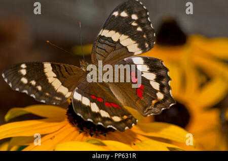 Nastrare farfalla pavone (Anartia fatima) (prigioniero). La gamma è da Texas attraverso il Messico e America centrale. Foto Stock