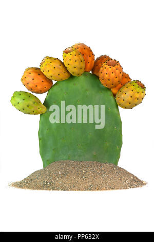 Isolato di fico d'india cactus pieno di pianta da frutto su sabbia verticale con copia spazio sul soggetto. Foto Stock