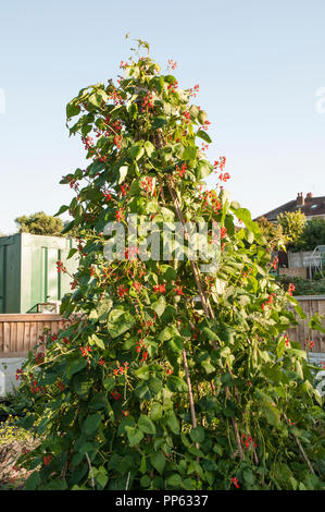 Fagioli Kidney crescendo Wig Wam telaio anche conosciuto come fagiolo comune phaseolus vulgaris e fa parte della famiglia di piante Fabaceae. Foto Stock