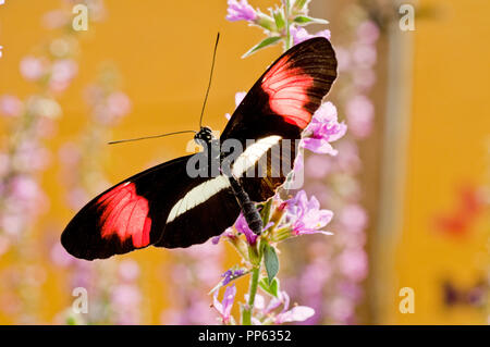 Crimson-patchato longwing butterfly (Heliconius erato) Foto Stock