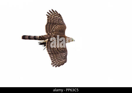 Cooper's hawk con la preda, lutto colomba Foto Stock