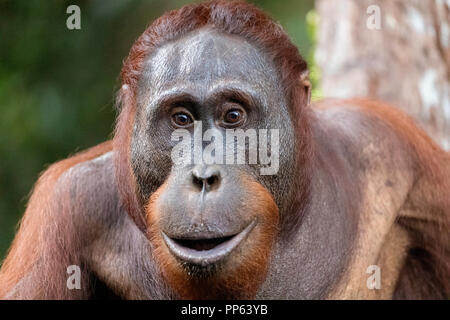 Voce maschile Bornean orangutan (Pongo pygmaeus), guardando intensamente alla fotocamera, Borneo, Indonesia. Foto Stock