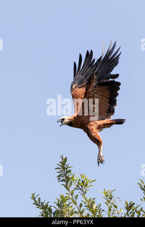 Adulto Black Hawk a collare (Busarellus nigricollis), Pousado Rio Claro, Mato Grosso, Brasile. Foto Stock