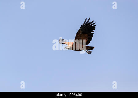 Adulto Black Hawk a collare (Busarellus nigricollis), contro il cielo blu con una camera di coltura o copia, Pousado Rio Claro, Mato Grosso, Brasile. Foto Stock