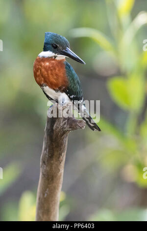 Maschio adulto verde kingfisher, (Chloroceryle americana), con spazio per copiare, Porto Jofre, Mato Grosso, Pantanal, Brasile. Foto Stock