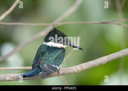 Un maschio adulto verde kingfisher (Chloroceryle americana), da dietro, Porto Jofre, Mato Grosso, Pantanal, Brasile. Foto Stock