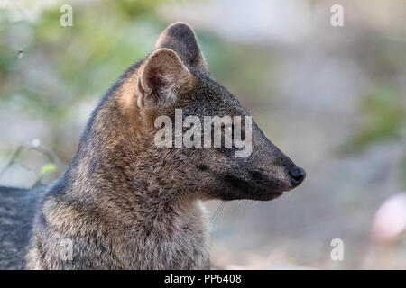 Cab-eating fox ritratto, thous Cerdocyon, Pousado Rio Claro, Mato Grosso, Pantanal, Brasile. Foto Stock