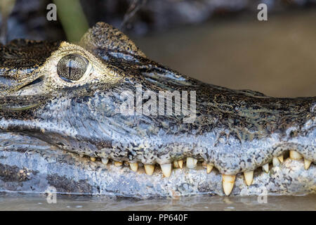 Caimano Yacare (yacare Caimano), close up di denti, vicino a Porto Jofre, Brasile. Foto Stock