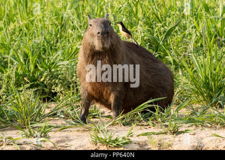 Un adulto capibara, Hydrochoerus hydrochaeris, con un donacobius, Donacobius atricapilla, Brasile. Foto Stock