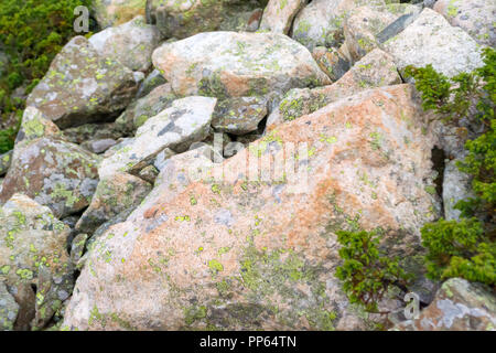 Close-up multicolore di moss su pietre in montagna variegata di tessitura grossolana del verde arancione e toni pastello Foto Stock