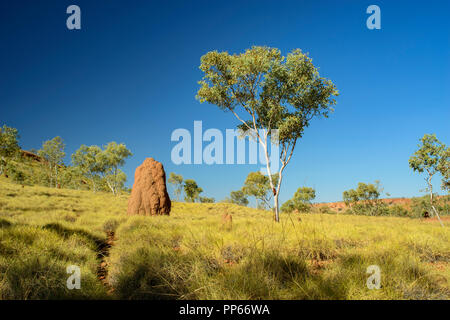 Termite tumuli in la macchia del Parco Nazionale di Purmululu vicino Halls Creek, Australia occidentale, Australia Foto Stock