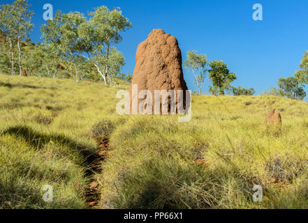 Termite tumuli in la macchia del Parco Nazionale di Purmululu vicino Halls Creek, Australia occidentale, Australia Foto Stock