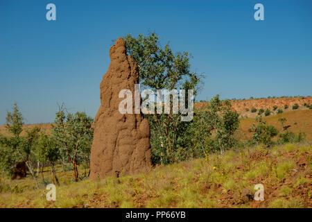 Termite tumuli in la macchia del Parco Nazionale di Purmululu vicino Halls Creek, Australia occidentale, Australia Foto Stock