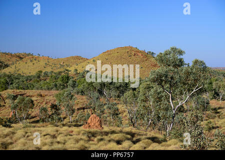 Termite tumuli in la macchia del Parco Nazionale di Purmululu vicino Halls Creek, Australia occidentale, Australia Foto Stock