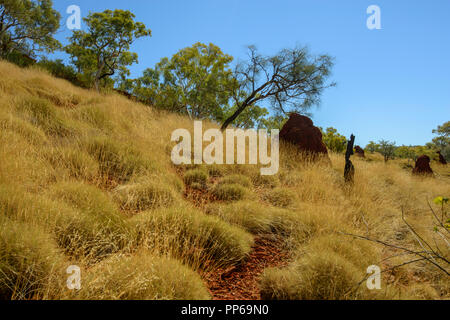 Red termite mound, golden erba secca, Karijini National Park, Australia occidentale Foto Stock