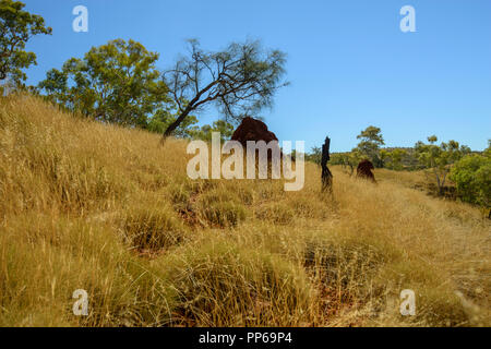 Red termite mound, golden erba secca, Karijini National Park, Australia occidentale Foto Stock