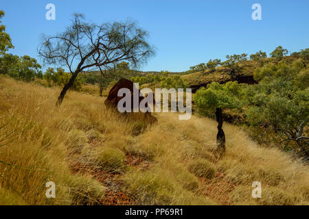 Red termite mound, golden erba secca, Karijini National Park, Australia occidentale Foto Stock