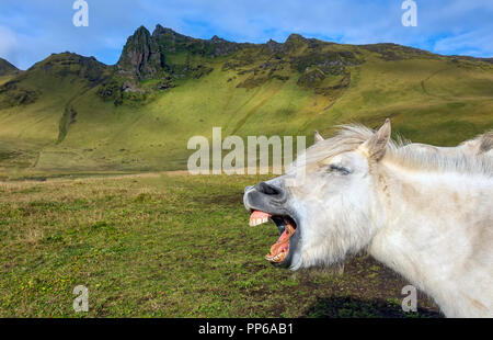 Un divertente cavallo islandese 'ridere' nella parte anteriore di uno scenografico sfondo montagnoso. Foto Stock