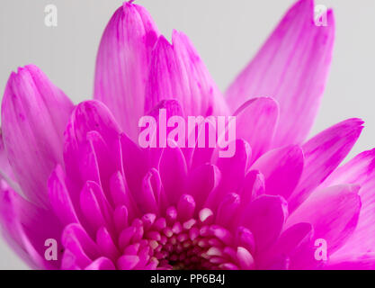 Di un bel colore rosa fiore del crisantemo close-up su sfondo bianco Foto Stock