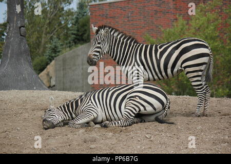 Bella coppia di zebre adulte romping e rotolare intorno alla loro zona. Foto Stock