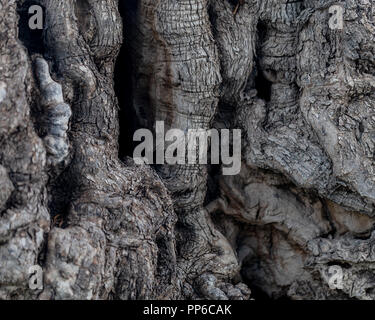 Il vecchio albero tronco a Tel Aviv, Israele Foto Stock