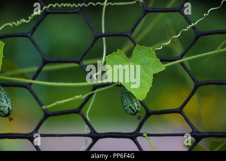 Zucche crescente sul recinto esagonale Foto Stock