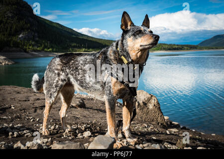 Blue Heeler Dog sulle rive di un bellissimo lago di montagna a Kananaskis Country Alberta in una fresca giornata nuvolosa all'inizio dell'estate. Foto Stock