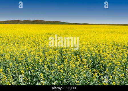 Lo splendido paesaggio di terreni coltivati nelle colline di Alberta in Canada con i campi gialli di colture di canola Foto Stock